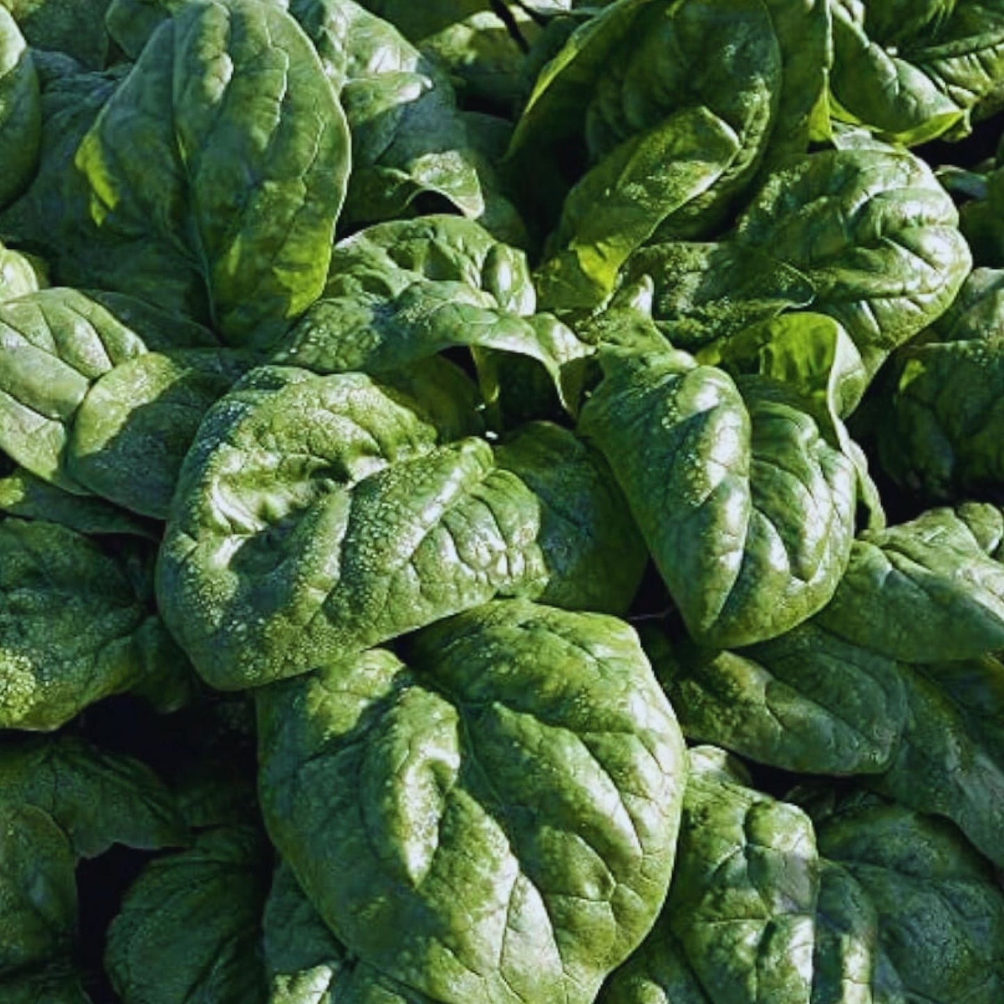 Organic Spinach Seeds for Planting – Non-GMO Space Hybrid Vegetable Garden Seeds – High Yield, Live Plant, Starter, Cutting, Bare Root