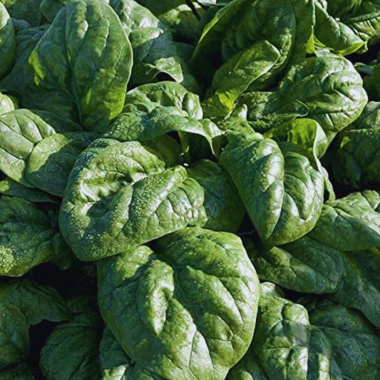 Organic Spinach Seeds for Planting – Non-GMO Space Hybrid Vegetable Garden Seeds – High Yield, Live Plant, Starter, Cutting, Bare Root