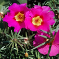 Moss Rose Cuttings Royal Pink Portulaca Grandiflora Succulent Live Plant Propagation Bare Root Starter Plant