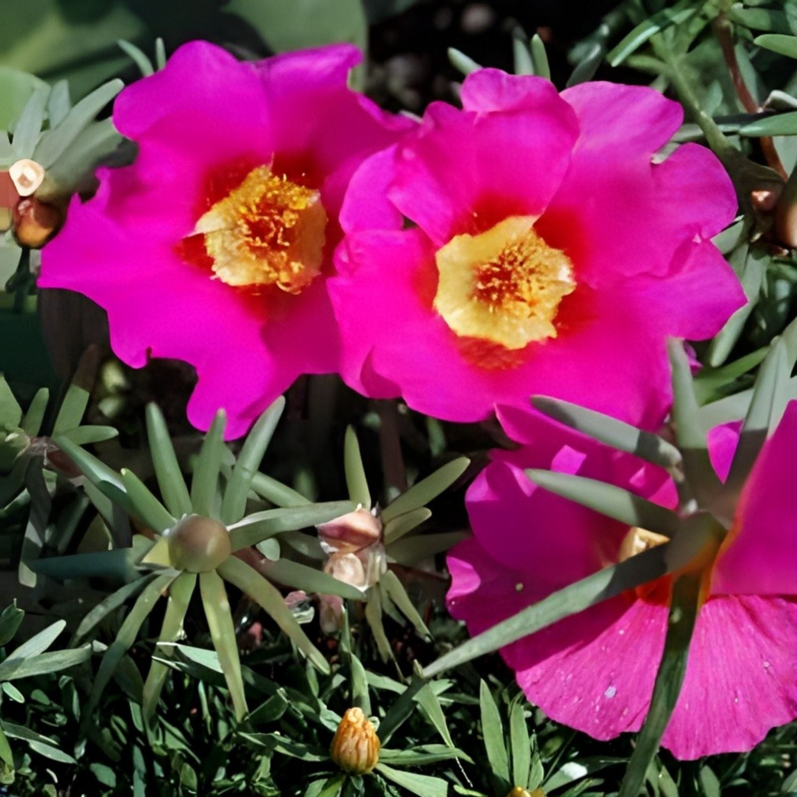 Moss Rose Cuttings Royal Pink Portulaca Grandiflora Succulent Live Plant Propagation Bare Root Starter Plant