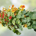 Organic Edible Flower Seed Mix 100 Seeds Colorful Varieties for Gardening Cooking Live Plant Bare Root Starter Plant
