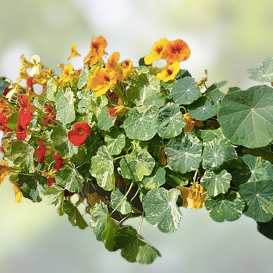 Organic Edible Flower Seed Mix 100 Seeds Colorful Varieties for Gardening Cooking Live Plant Bare Root Starter Plant