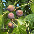 Chicago Organic Fig Tree Cuttings Ficus carica Fruit Bearing Live Plant 6 Branches Garden Starter