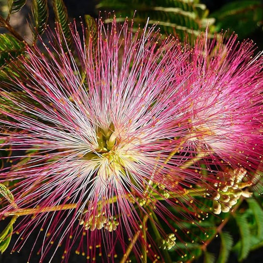 Mimosa Flower Seeds 20 Pack - Pollinator Friendly Albizia julibrissin - Fast Growing, Made in USA, Ships from Iowa