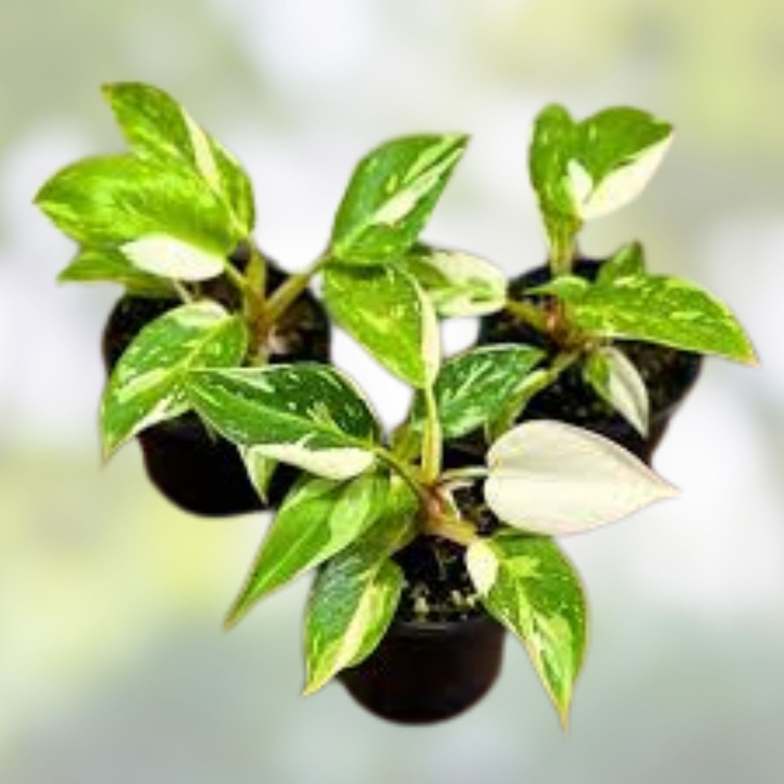 Rare Philodendron White Princess Plant - Variegated Indoor Houseplant in 3" Pot - Aroid, Live Cutting, Collector's Plant