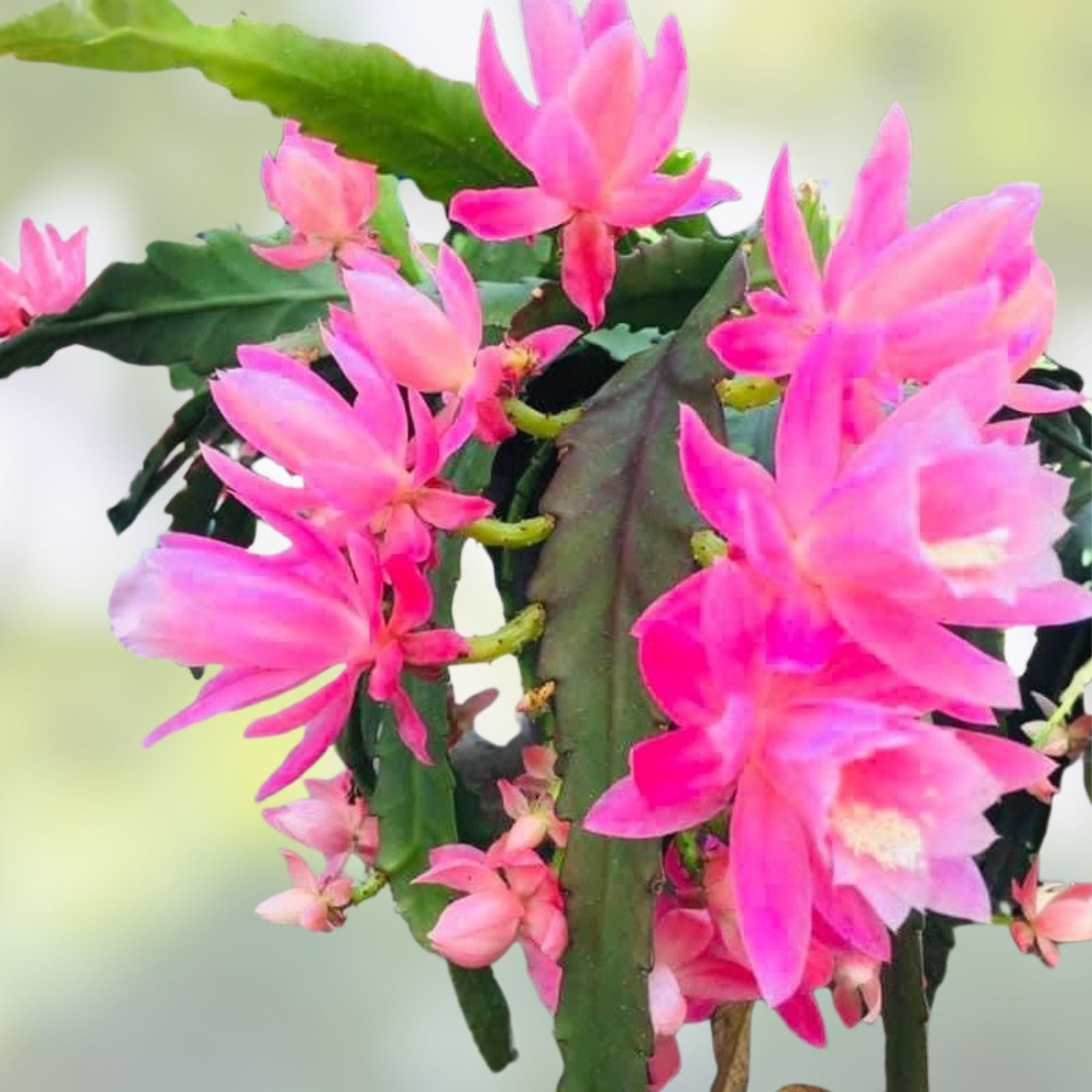 Epiphyllum 'Golden Jubilee' Rooted Cutting - Rare Orchid Cactus - 1957 Heirloom - Unique Houseplant - Fresh Stock