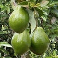 Nabal Avocado Grafting Scions 2-3 Grafts Live Budwood for Propagation Persea americana