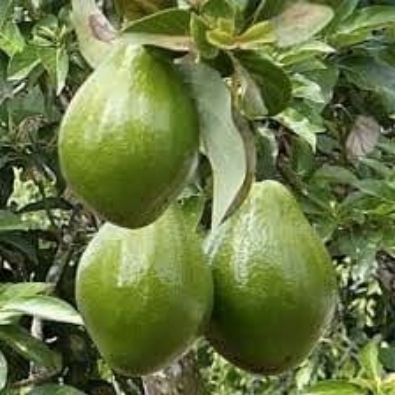 Nabal Avocado Grafting Scions 2-3 Grafts Live Budwood for Propagation Persea americana