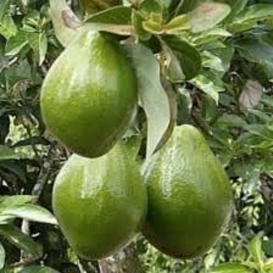 Nabal Avocado Grafting Scions 2-3 Grafts Live Budwood for Propagation Persea americana