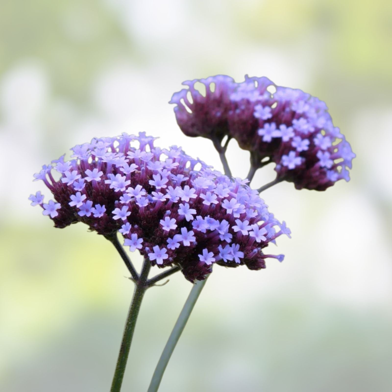 Purpletop Verbena Seeds - 100 Organic Perennial Flower Seeds - Verbena bonariensis - Live Plant, Bare Root, Cutting, Starter Plant