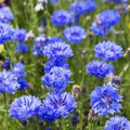 Bachelor Button Seeds Tall Blue Centaurea cyanus 1000 Count Flower Bed Garden Plant Starter