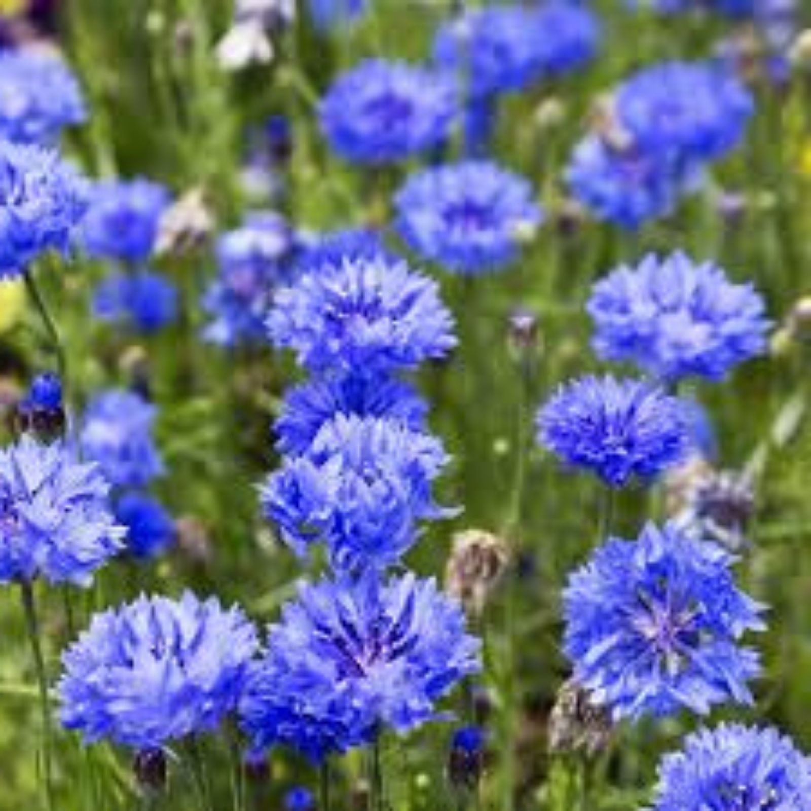 Bachelor Button Seeds Tall Blue Centaurea cyanus 1000 Count Flower Bed Garden Plant Starter