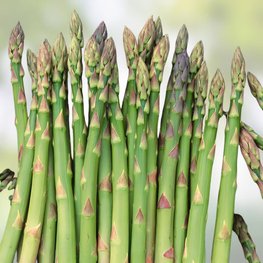 Mary Washington Asparagus Seeds 100 Organic Heirloom Live Plant Cutting Bare Root Starter Plant