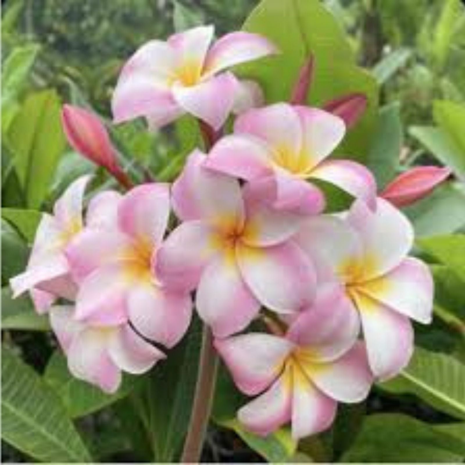 Rooted Plumeria Plant Cutting - Moir Pink, 12-inch Tropical Flowering Frangipani (Plumeria spp.) - BloomHavenNursery