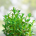 Summer Savory Herb Seeds – Non-GMO Heirloom Spice – 100+ Satureja hortensis Garden Planting, Herb Seeds, Culinary, Live Plant, Cutting