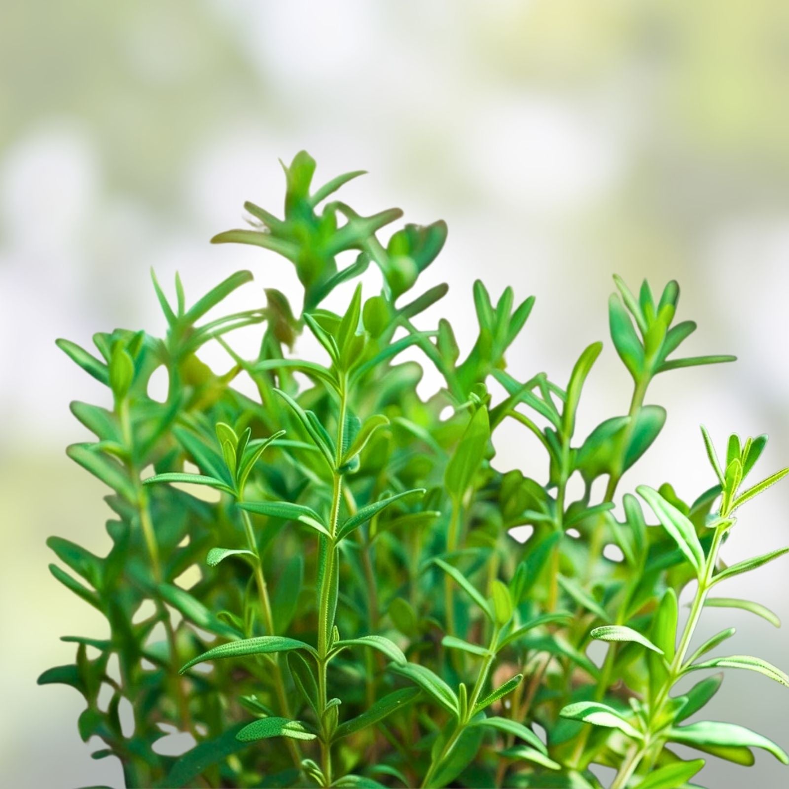 Summer Savory Herb Seeds – Non-GMO Heirloom Spice – 100+ Satureja hortensis Garden Planting, Herb Seeds, Culinary, Live Plant, Cutting