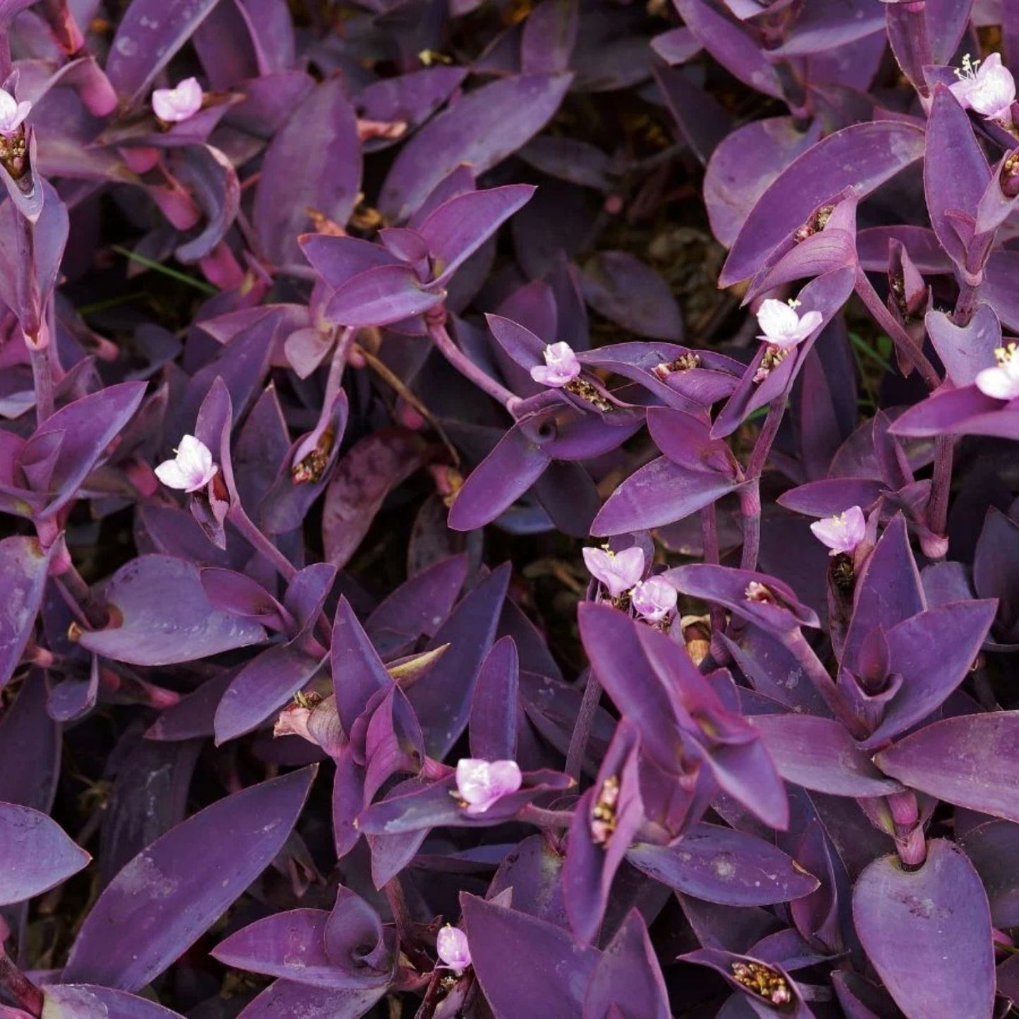10 Live Purple Heart Wandering Tradescantia Pallida Plants – Indoor Houseplants, Easy Care, Starter Plants, Live Cuttings
