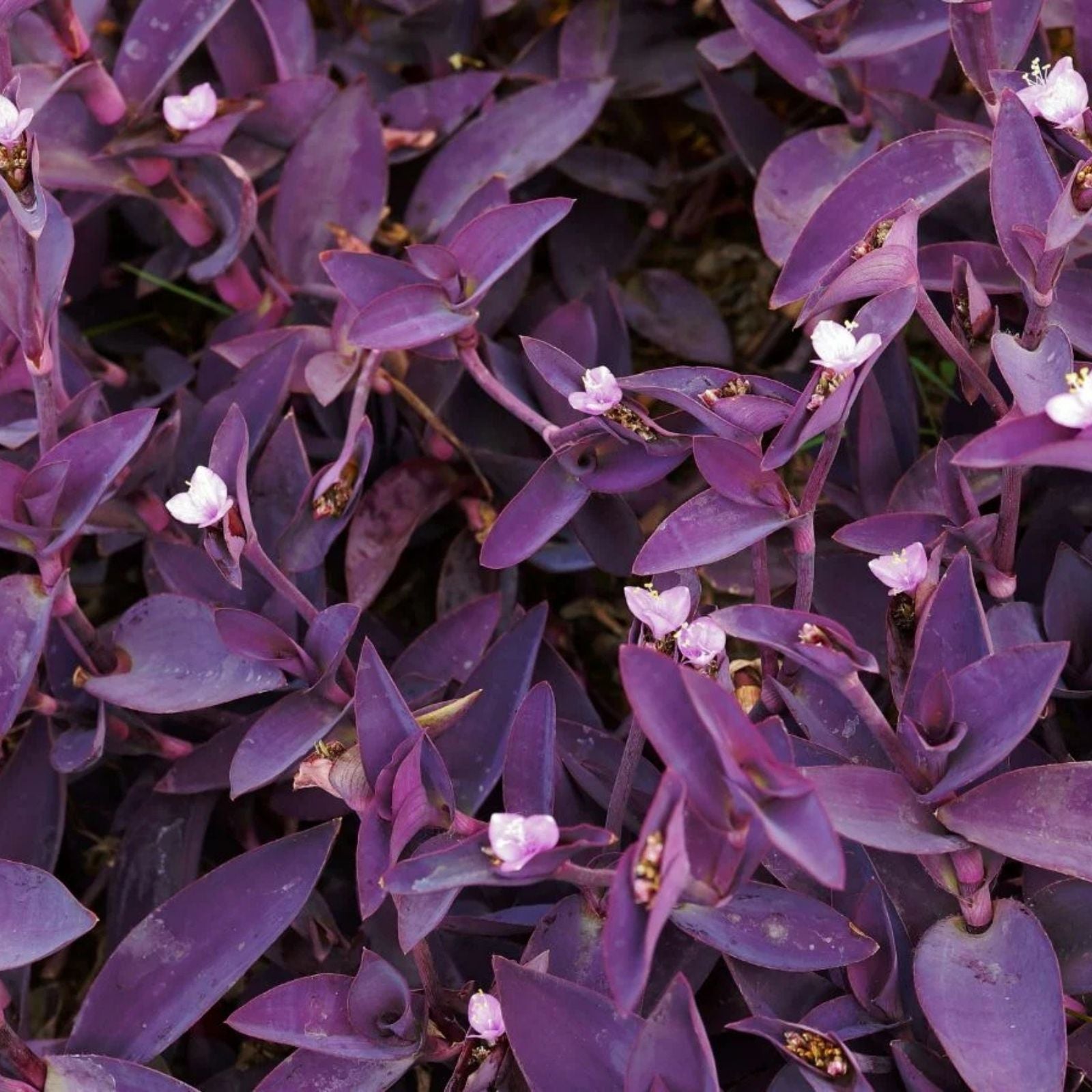 10 Live Purple Heart Wandering Tradescantia Pallida Plants – Indoor Houseplants, Easy Care, Starter Plants, Live Cuttings
