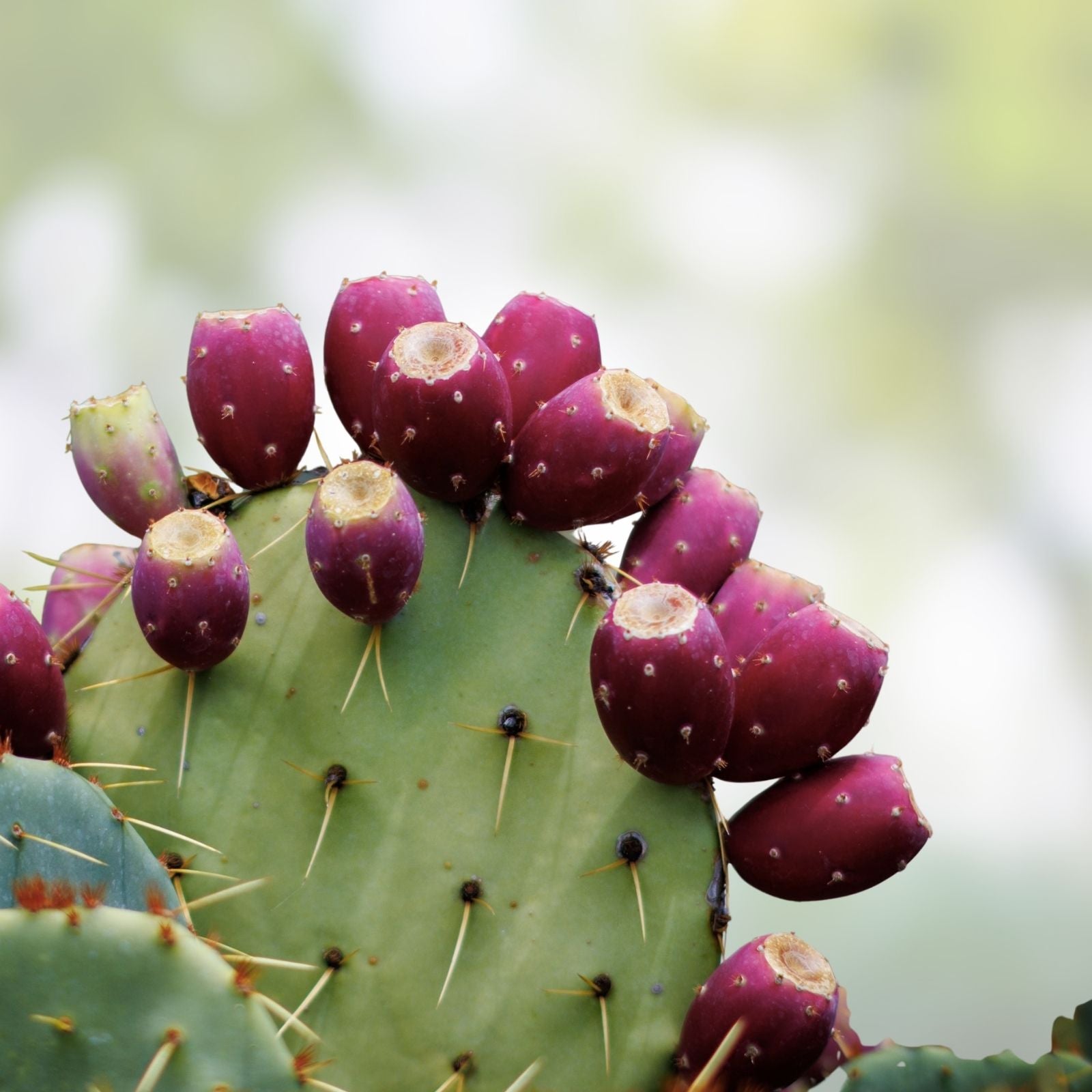 Coastal Prickly Pear Cactus Pad Cutting – Opuntia Littoralis – Los Angeles Succulent Plant – Desert Cactus Propagation – Fast Growing