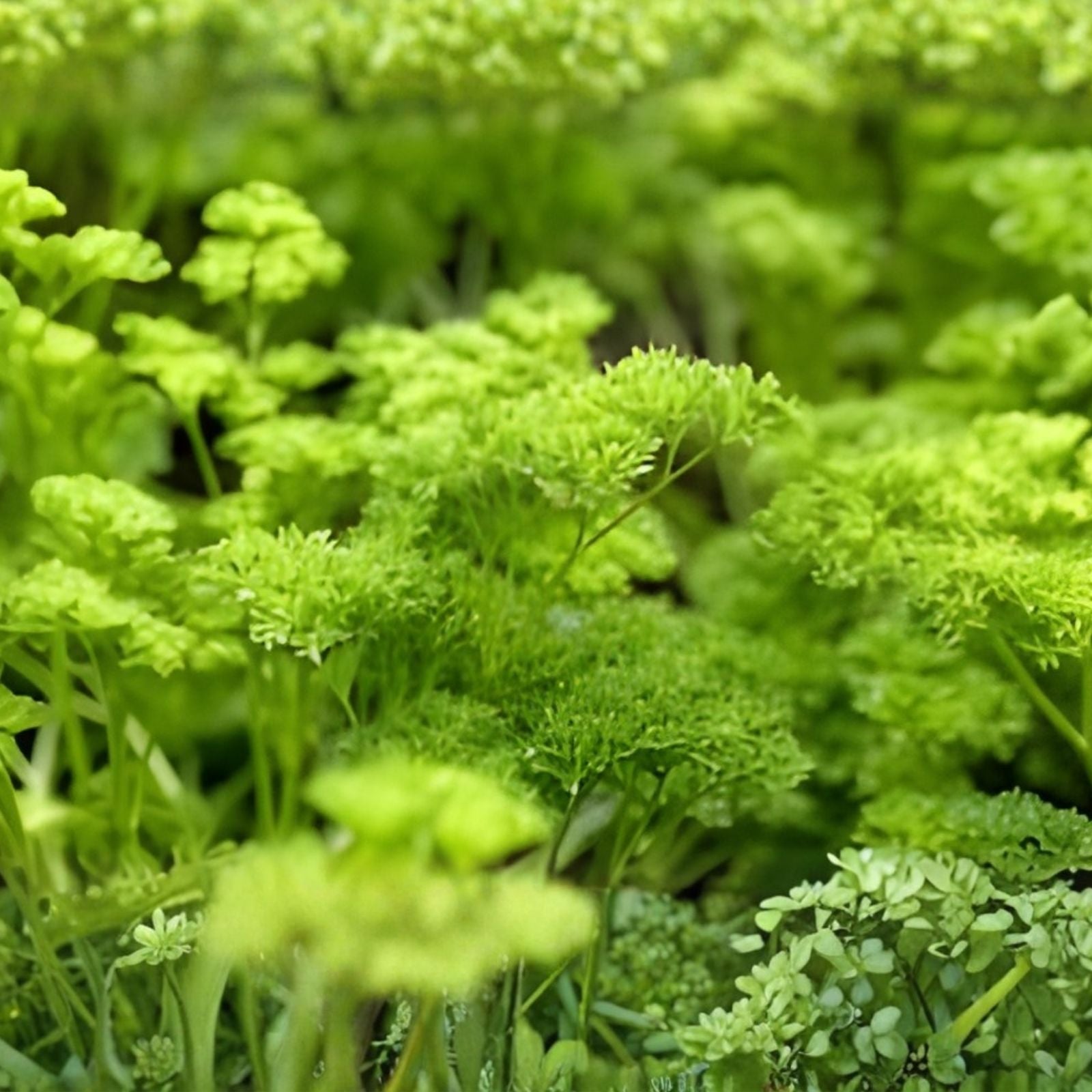 Curled Parsley Live Starter Plants Set of 2 | Petroroselinum crispum | Herb Garden Plants | Kitchen Herb | Live Plant | Culinary Herb