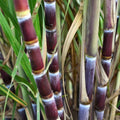 Sugarcane Cuttings 5pcs Live Plant Saccharum officinarum Tropical Starter Plant Juicy Sweet