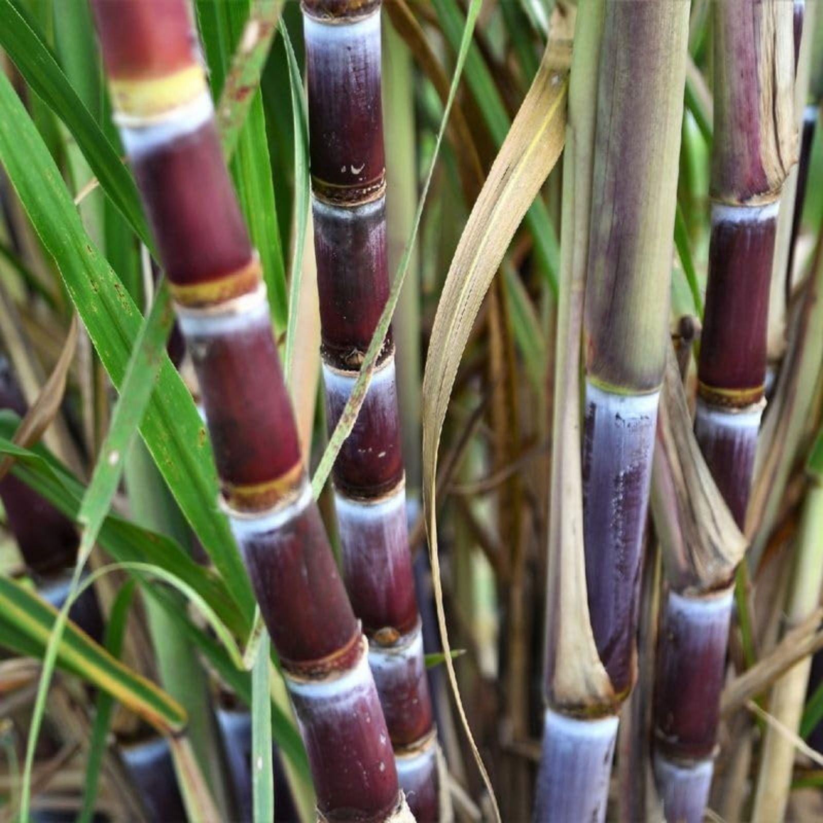 Sugarcane Cuttings 5pcs Live Plant Saccharum officinarum Tropical Starter Plant Juicy Sweet