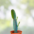 Cereus Bridge Cactus Cutting – Indoor Succulent Plant, Fast-Growing Cereus peruvianus, Desert Cactus, Live Plant, Houseplant