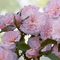 Heirloom Cecile Brunner Rose Cuttings | Live Plant, Fragrant Bush Rose, Starter Plant, Garden, Pink, Bare Root, Houseplant