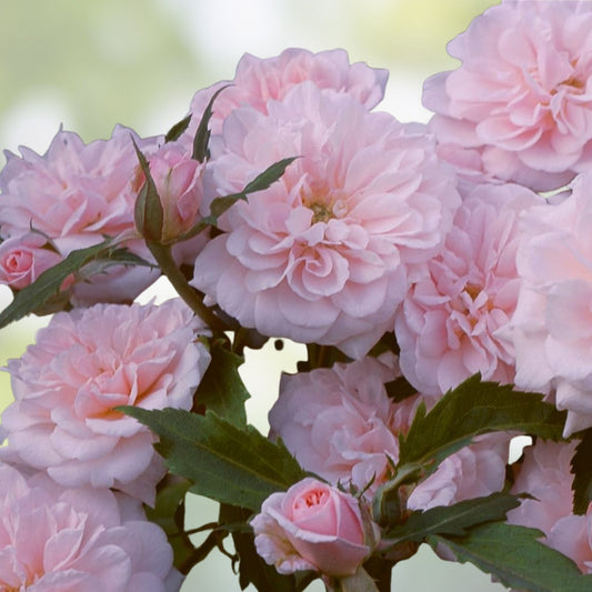Heirloom Cecile Brunner Rose Cuttings | Live Plant, Fragrant Bush Rose, Starter Plant, Garden, Pink, Bare Root, Houseplant