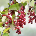 Adzuki Soybean Seeds 100 Red Bean Seeds for Planting Vigna angularis Edible Legumes Organic Gardening