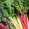 Rainbow Swiss Chard Seeds, Non-GMO Heirloom Beta vulgaris, Colorful Leafy Vegetable, Live Plant, Starter, Cutting, Bare Root