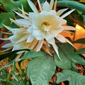 Queen of the Night Epiphyllum Cutting – Orchid White Blooms – Rare Indoor Houseplant for Home Decor