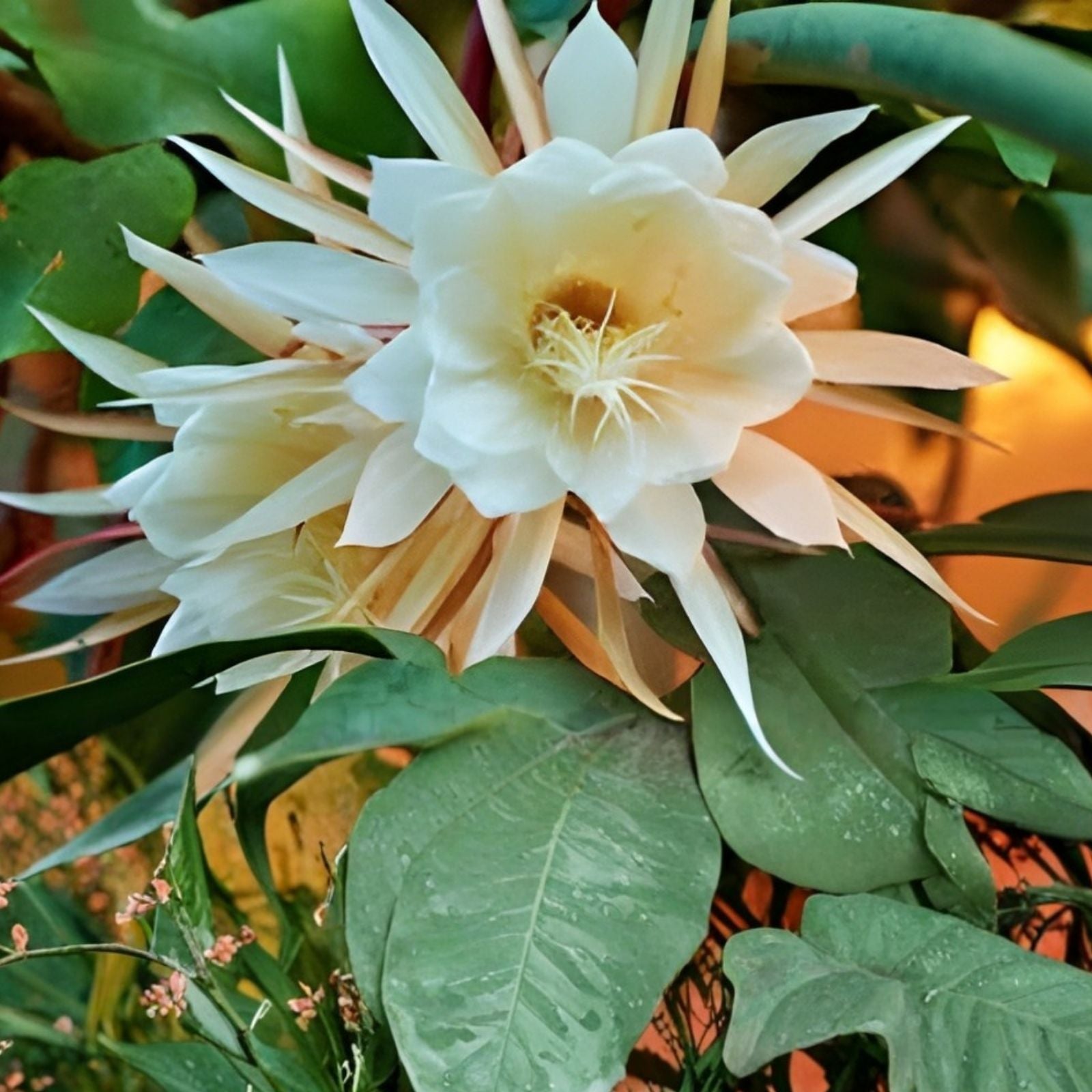 Queen of the Night Epiphyllum Cutting – Orchid White Blooms – Rare Indoor Houseplant for Home Decor
