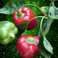 Tomato Seeds 500 Count Bradley Pink Compact Bush Live Plant Starter Canning Fresh Market