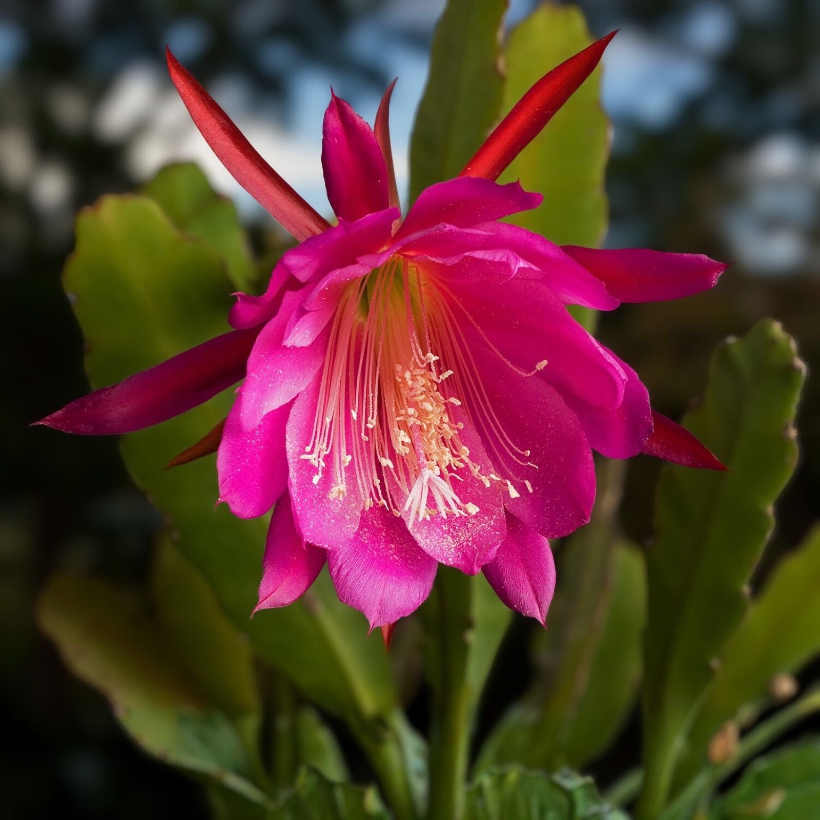 Epiphyllum Orchid Cactus Cuttings, Rooted with New Growth, Live Houseplant, Epiphyllum Hybrid, Golden Anniversary Variety