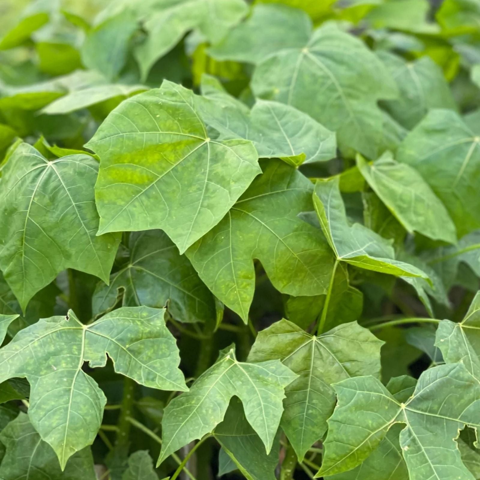 Chaya Cuttings - Organic Spinach Plant - Easy to Root - Edible Leaf Vegetable - Cnidoscolus aconitifolius Fresh Stock