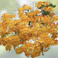 Aromi Azalea Starter Plant Deciduous Rhododendron Garden Landscape Container Live Plant