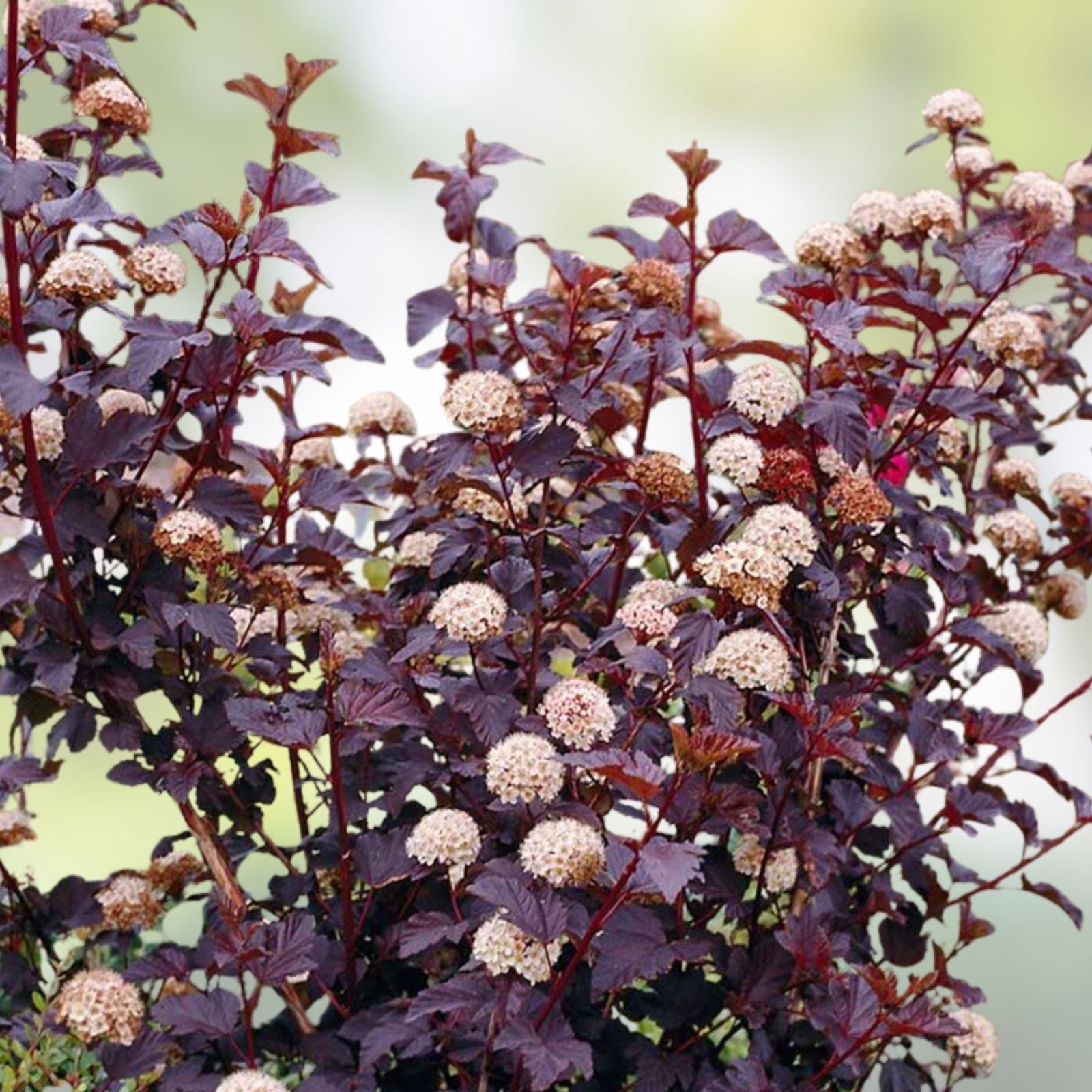 Purple Leaf Ninebark Cuttings Set of 10 | Physocarpus opulifolius 'Diabolo' | Live Plant, Bare Root, Deer Resistant, Easy to Grow