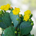 Prickly Pear Cactus Opuntia 10 Pads Yellow Flowers Winter Hardy Succulent Plant Live Cutting