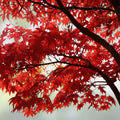 Red Maple Seedlings 2-Pack Acer rubrum Fast Growing Shade Trees Bare Root Southern Alabama Grown