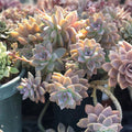 Echeveria Laui Ghost Plant Succulent Cuttings 2-4" Live Plant, Houseplant, Rare Succulent, Starter Plant, Decoration