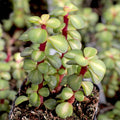 Lot of 6 Portulacaria afra Cuttings | Spekboom Succulent with Red Stems | Fast Growing Plantings