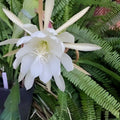 Epiphyllum Cuttings - Young Nun Orchid Cactus - Succulent Plant Propagation - Don's Cuttings - September 1 - Just In Stock