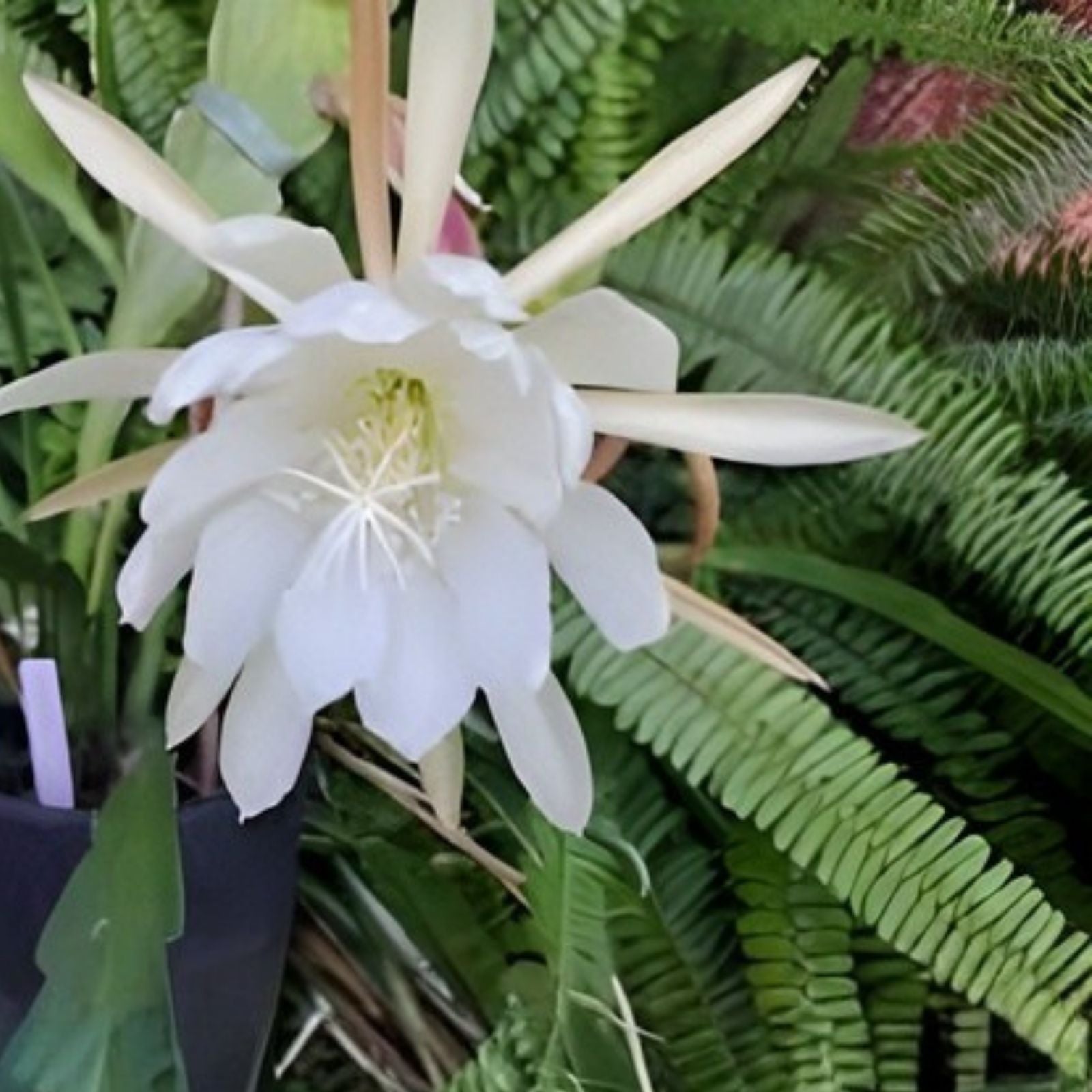 Epiphyllum Cuttings - Young Nun Orchid Cactus - Succulent Plant Propagation - Don's Cuttings - September 1 - Just In Stock