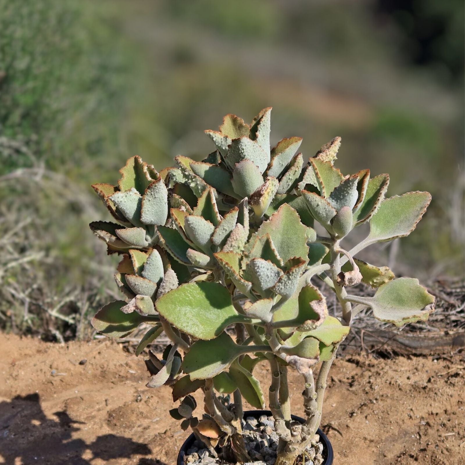 Kalanchoe Cutting Fang - No Roots - Kalanchoe beharensis - Indoor Succulent Plant for Gardening - Easy to Grow