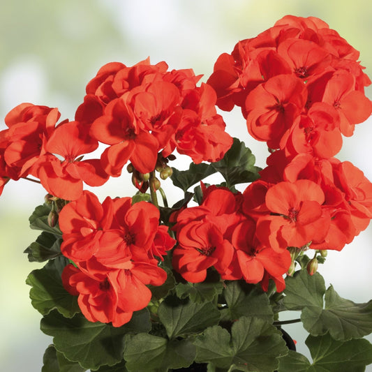 Hardy Geranium Cuttings 5 Pack 6" Fragrant Red Orange Flowers Pelargonium Planting Material