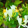 Japanese Honeysuckle Vines Live Rooted Plants Fragrant Lonicera japonica Starter Garden Plant