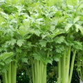 Utah Celery Seeds Tall Heirloom Vegetable Garden Seeds 100 Count Apium graveolens Live Plant Cutting