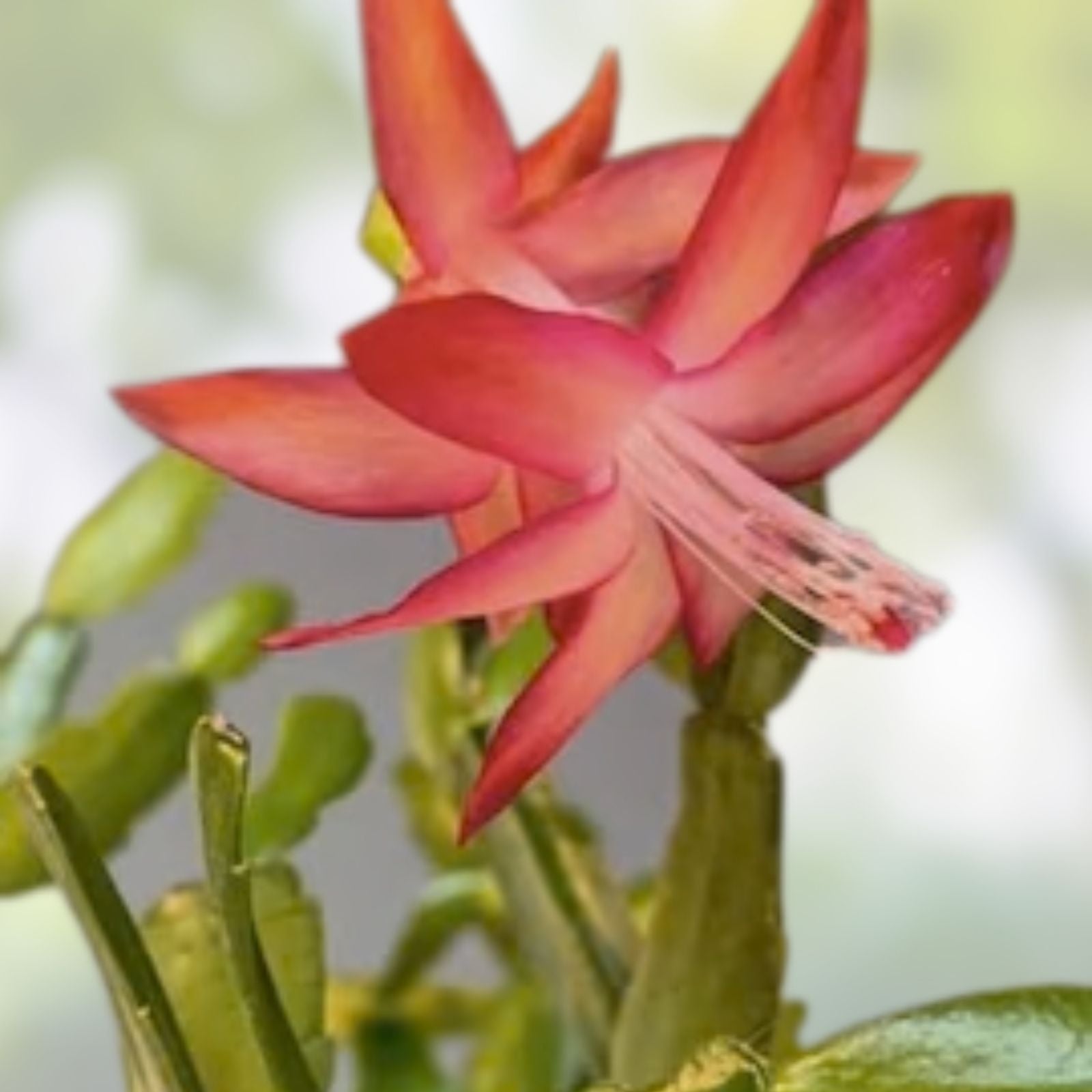 Christmas Cactus Cuttings 6 Fresh Segments Schlumbergera Buckleyi Holiday Plant - Old Fashioned Holiday Cactus