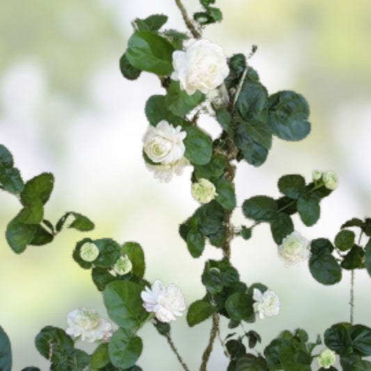 Grand Duke of Tuscany Jasmine Cuttings - Live Unrooted 5 Pack - Jasminum sambac - Fragrant White Flowers Houseplant Starter